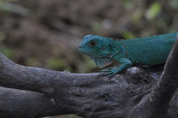 The Blue iguana, also known as the American iguana, mostly herbivorous species of lizard