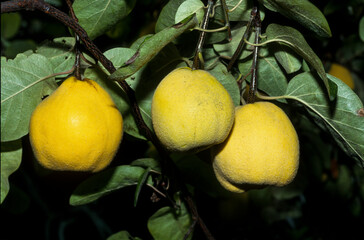 Cognassier , coing, Cydonia oblonga