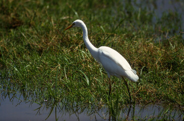 Grande Aigrette,.Ardea alba, Great Egret