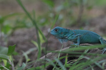 The Blue iguana, also known as the American iguana, mostly herbivorous species of lizard