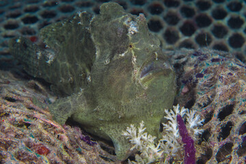 Giant frogfish on coral reef -  Antennarius commerson