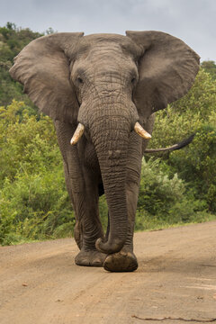 Portrait image of big five animal elephant with ears raised walking towards camera with one foot raised and tail