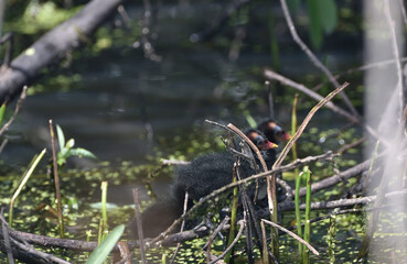 The chicks of the common moorhen swim on the pond   
