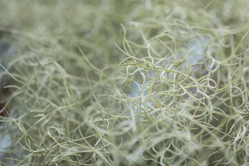 Abstract line of spanish moss also called Tillandsia usneoides..Macro photography with  shallow...