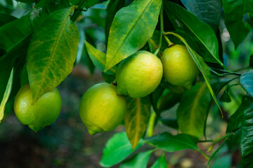 Fresh green lemon limes on tree in organic garden