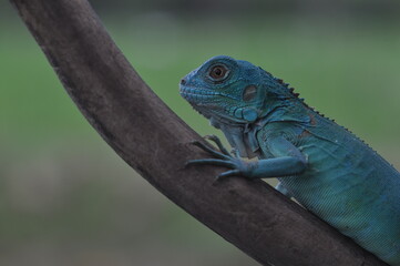 The Blue iguana, also known as the American iguana, mostly herbivorous species of lizard