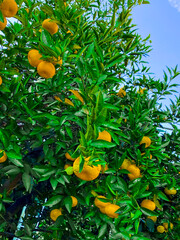 Orange fruits on tree. Cultivating, fruit.