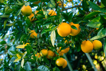 Oranges branch with green leaves on tree