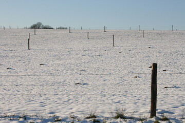 Viehweide im Winter. Kuhweide im Schnee.