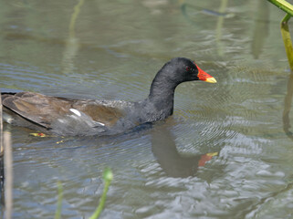 Common Moorhen floating on the pond
