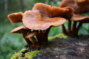 mushrooms in the forest