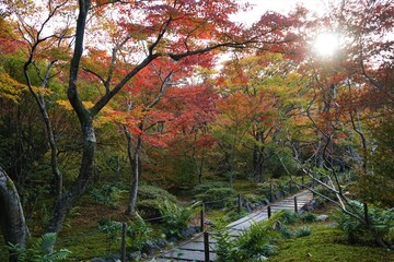 View of bright red autumn leaves, Momiji, and path to JOJAKKO-JI temple in Kyoto prefecture, Japan - 常寂光寺 京都 紅葉 秋