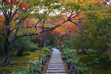 View of bright red autumn leaves, Momiji, and path to  JOJAKKO-JI temple in Kyoto prefecture, Japan - 常寂光寺 京都 紅葉 秋
