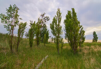 Obraz premium 570-147 Cottonwoods in the Foredunes