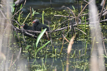 The chicks of the common moorhen swim on the pond   