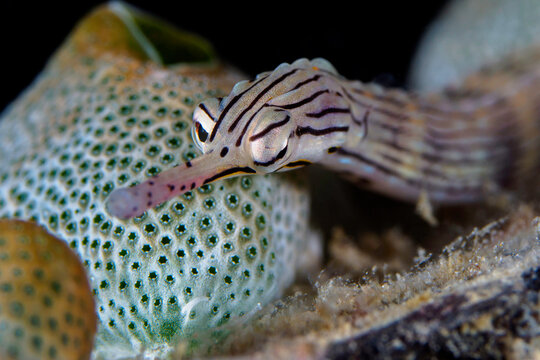 Portrait of coral reef pipefish 

