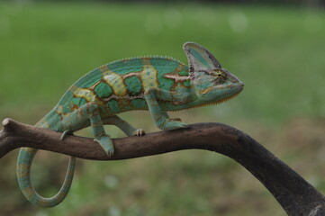 Naklejka premium The Green Chameleon Perches on wood, Animal Photo, Reptile Macro in Nature Concept
