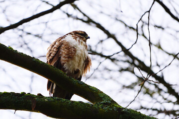 buzzard on a branch