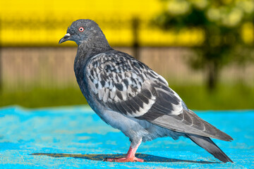 pigeon in the park