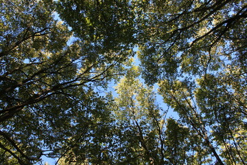 Caspian Hyrcanian mixed forests