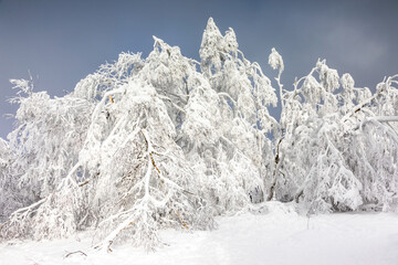 Beech forest covered in snow