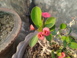 Euphorbia milli (Red) - Succulent Plant