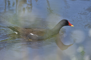 Common Moorhen floating on the pond