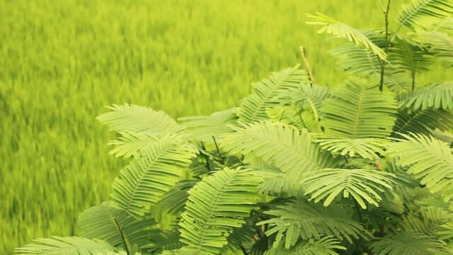 Young undergrowth of trees in the tropical zone. Probably albizia against the background of green crops. Northern Thailand
