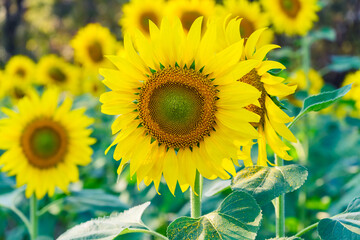 Sunflower Blooming