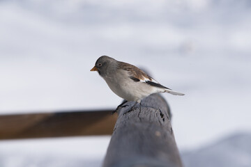 un bel esemplare di fringuello alpino alla ricerca di cibo, un'uccello colorato di bianco e marrone immerso nel paesaggio invernale delle dolomiti.