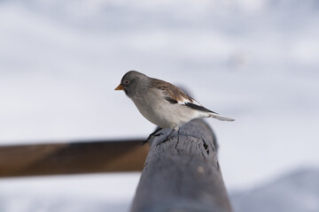 un bel esemplare di fringuello alpino alla ricerca di cibo, un'uccello colorato di bianco e marrone...