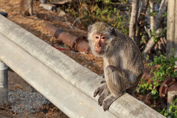 An old monkey sat in the sun at the iron fence on the roadside.