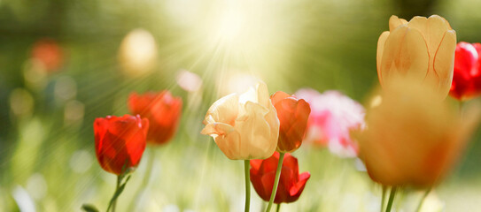 tulpen sonne licht natur frühling