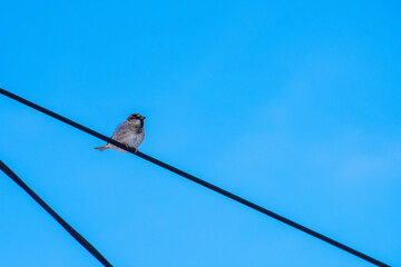 bird on a wire