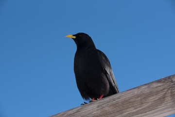 un bel esemplare di gracchio alpino mentre si guarda attorno alla ricerca di cibo, un bel uccello nero immerso nel paesaggio invernale delle dolomiti