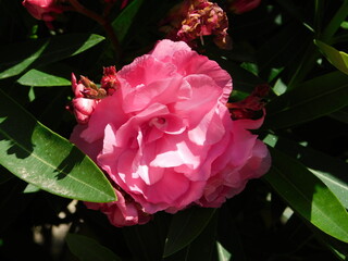 Nerium oleander pink flower