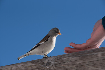 un bel esemplare di fringuello alpino alla ricerca di cibo, un'uccello colorato di bianco e marrone immerso nel paesaggio invernale delle dolomiti.