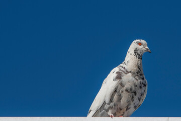 pigeon on a blue sky