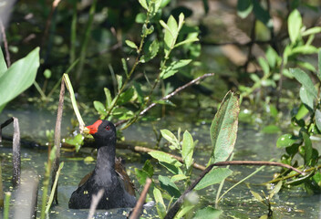 Common Moorhen floating on the pond