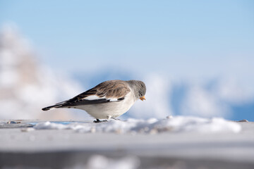 un bel esemplare di fringuello alpino alla ricerca di cibo, un'uccello colorato di bianco e marrone...