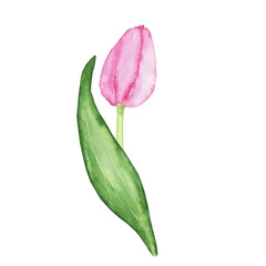 Spring pink tulip with green leaves isolated on white background. Watercolor hand drawing illustration. Perfect for greeting or wedding card, flower design, blooming cover.