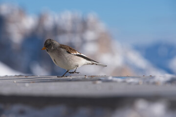 un bel esemplare di fringuello alpino alla ricerca di cibo, un'uccello colorato di bianco e marrone immerso nel paesaggio invernale delle dolomiti.