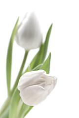 two white flowering tulips
