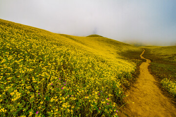 Path among yellow flowers