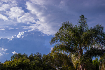 Fototapeta na wymiar Coconut tree and sky (tropical)