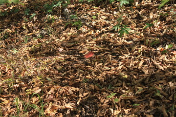 autumn in the forest