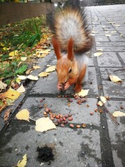 squirrel in the park