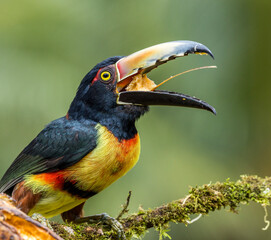 toucan on a branch
