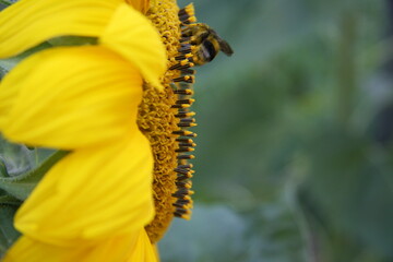 słonecznik, kwiat. zdrowie, pszczoła, zapylić, żółty, polny, ogród, uprawa, lato, słońce, miód, roślina - obrazy, fototapety, plakaty