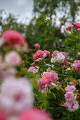 pink flowers in the garden